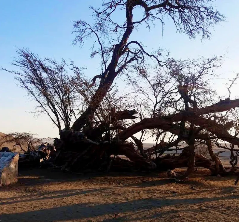 Árbol de tronco amplio y ramas muy extendidas en un terreno seco.