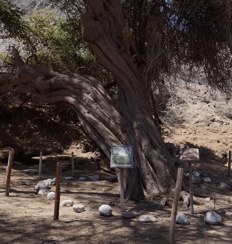 Tronco robusto de un árbol con sombra, postes bajos y letreros a su alrededor.