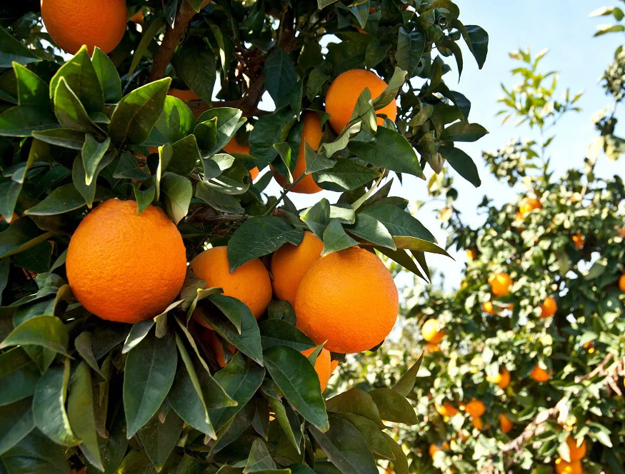 Naranjas maduras entre las hojas de un árbol.