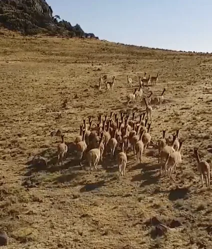 Manada de vicuñas sobre una ladera de vegetación baja.